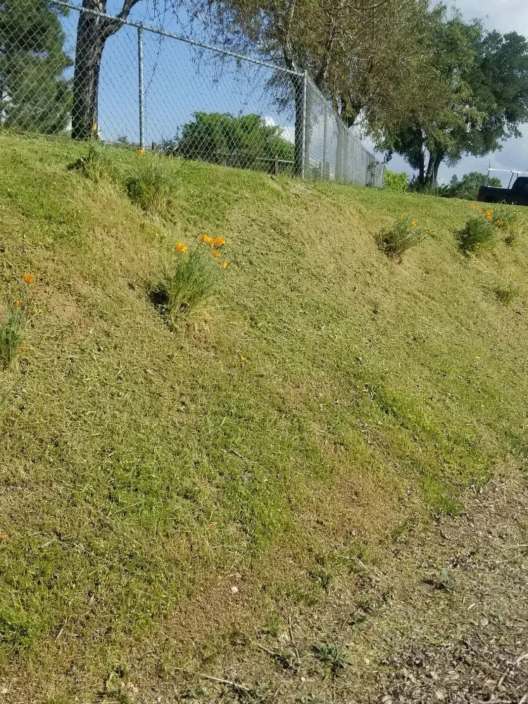 Professional landscaping services experts serving Copperopolis, CA - Lushe Oak Lawncare