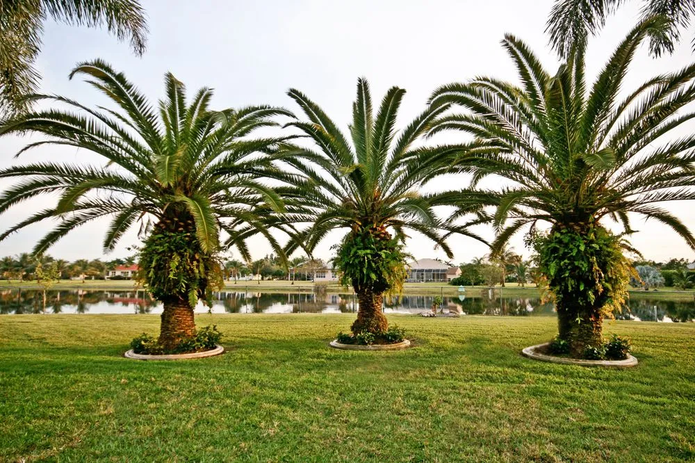 Professional yard cleanup service in Miami, FL - LUSHlife