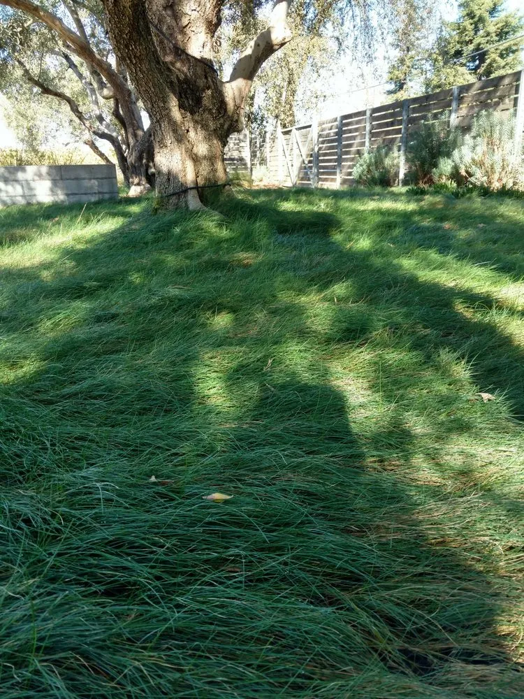 Affordable landscaping services for residential properties across Willow Creek, CA - Lusk Landscapes