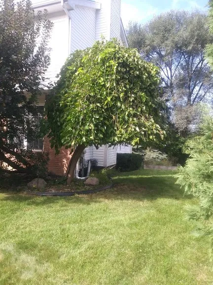 Trusted lawn care service with custom design across Lincoln Park, MI - Luson Home Services