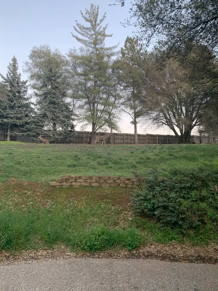 Reliable yard maintenance in Grass Valley, CA by Luster Landscape