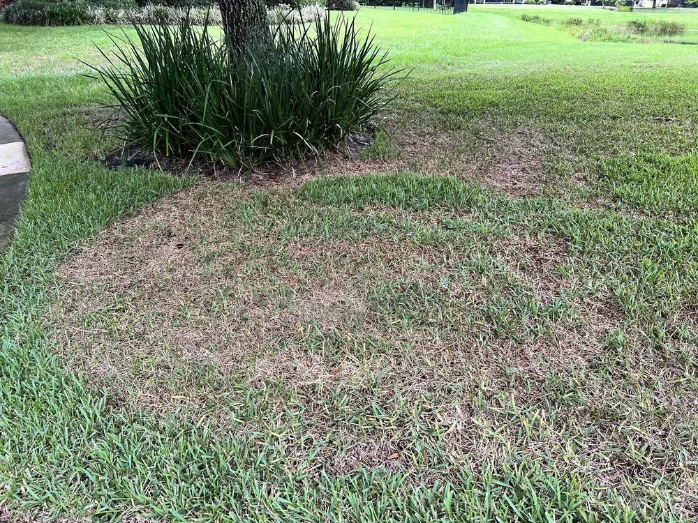 Reliable yard maintenance in Orlando, FL - Luv-A-Lawn and Pest Control