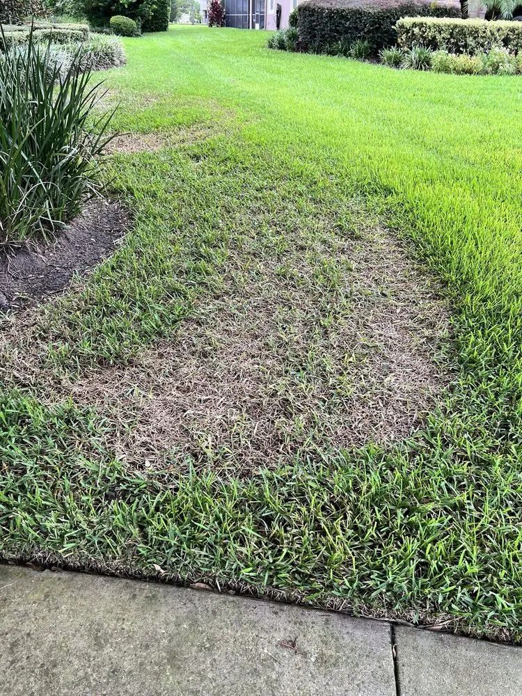 Professional landscape design for year-round maintenance in Saint Cloud, FL by Luv-A-Lawn and Pest Control