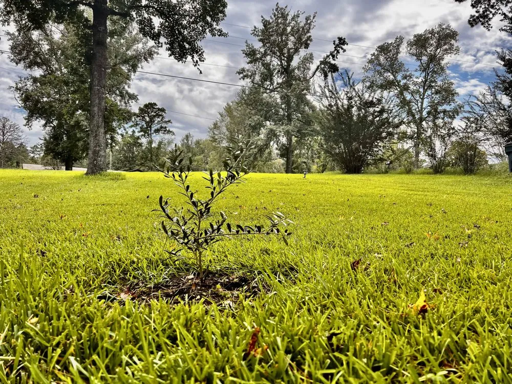 Expert lawn care service experts serving Tyler, TX - Lux Grass Lanscaping