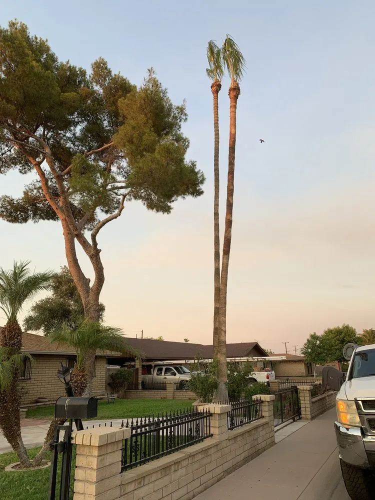 Top-rated lawn care service in Chandler, AZ by Lux Landscape Services