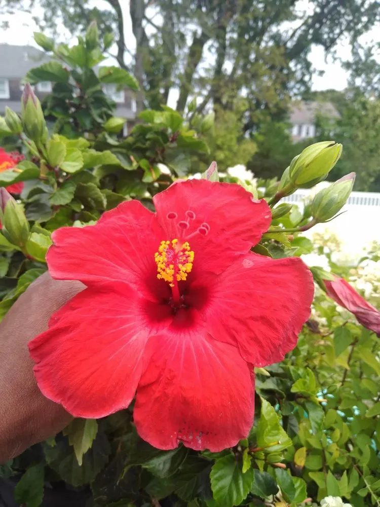 Reliable yard cleanup service for homes across Randolph, MA - Lux Landscaping