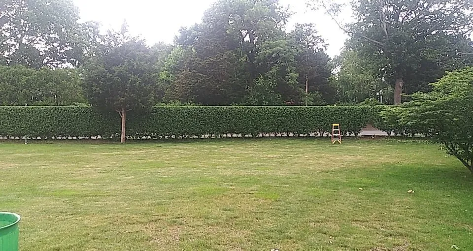 Affordable lawn care service in Randolph, MA by Lux Landscaping