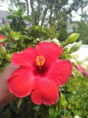 Lux Landscaping Logo