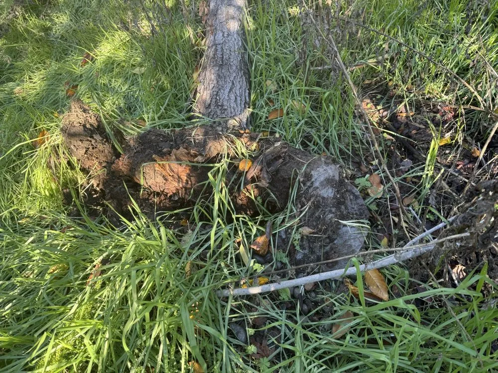 Affordable lawn mowing service for homes in San Jose, CA by Lux Services Bay Area