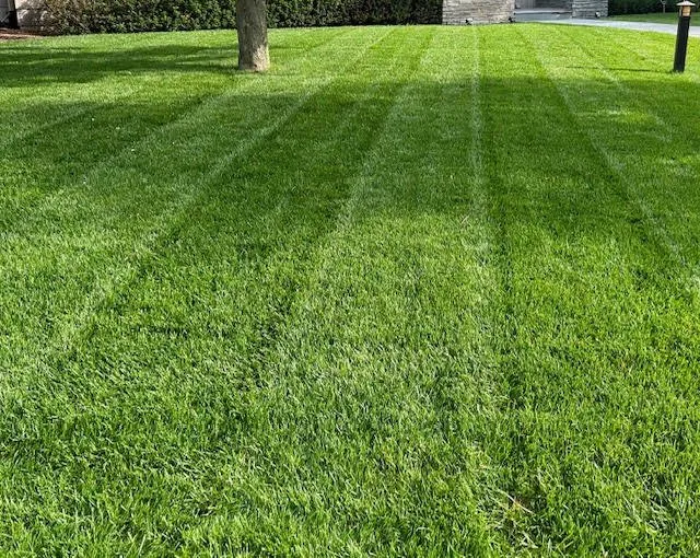 Trusted lawn care service for beautiful yards across Albertville, MN - Luxe Lawncare