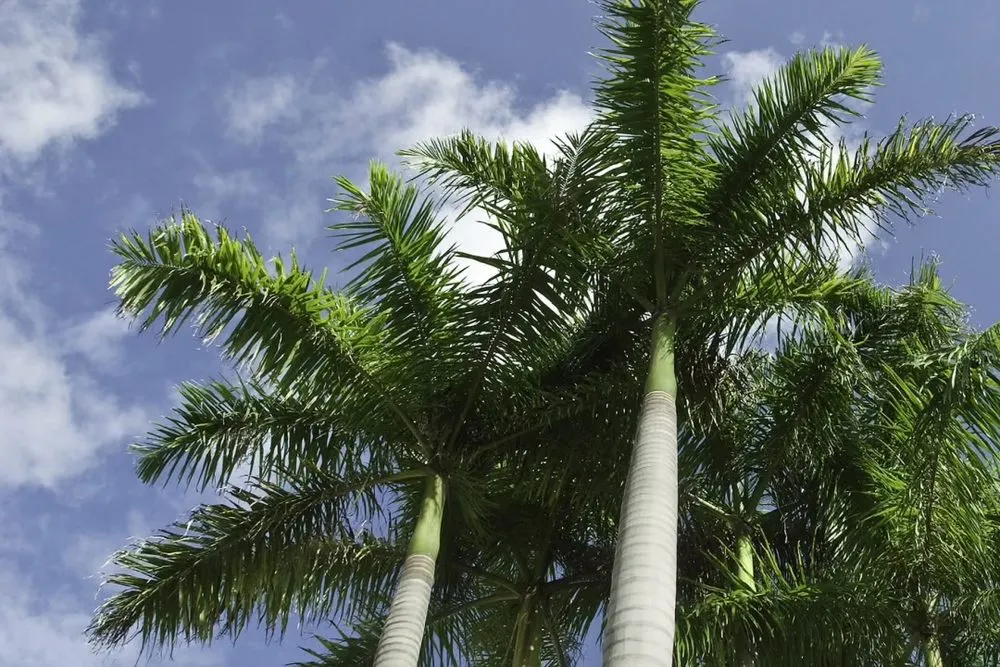 Expert lawn care service experts serving Palmetto, FL - Luxscapes