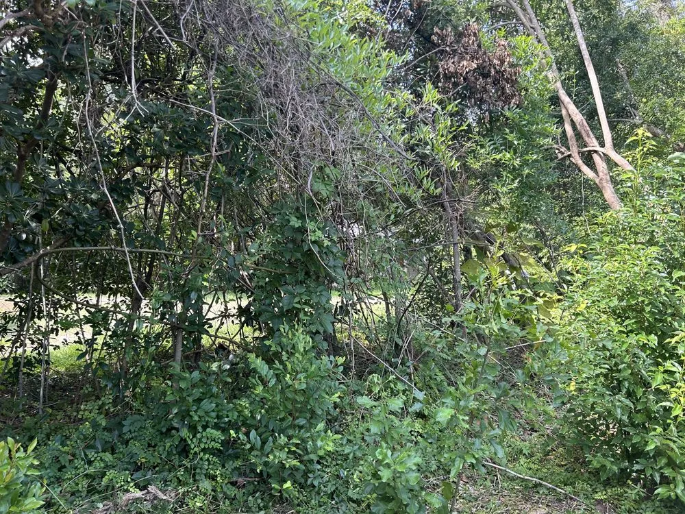 Reliable lawn care service for outdoor upgrades in Tallahassee, FL by Luxurious Landscaping & Design