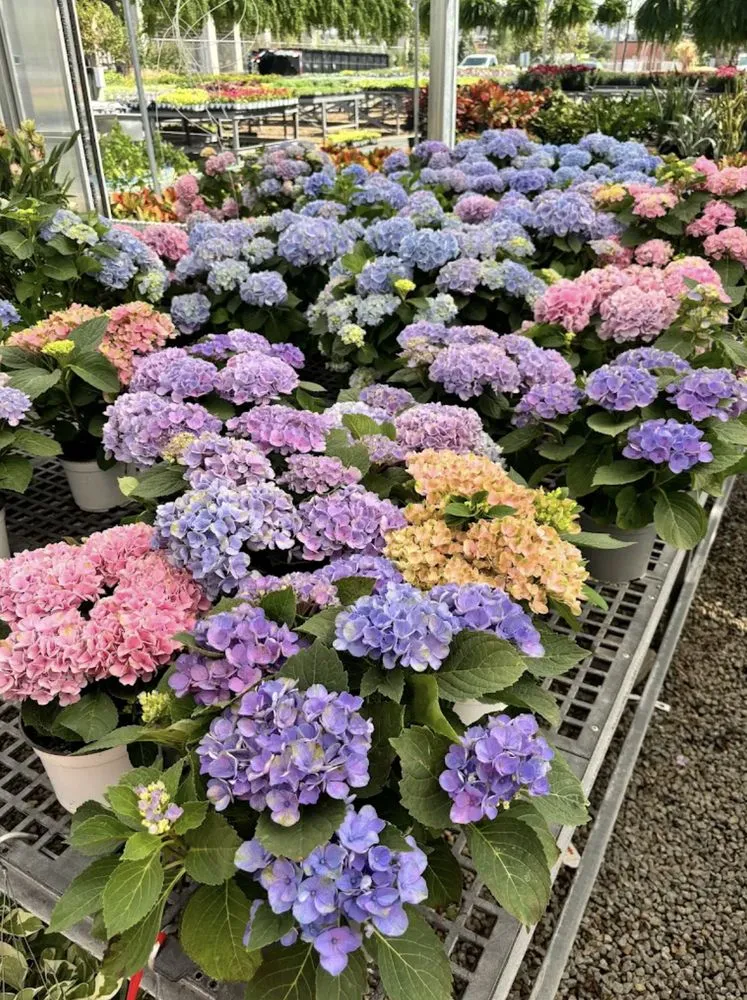 Local landscape installation in Houston, TX - Luxury Landscaping