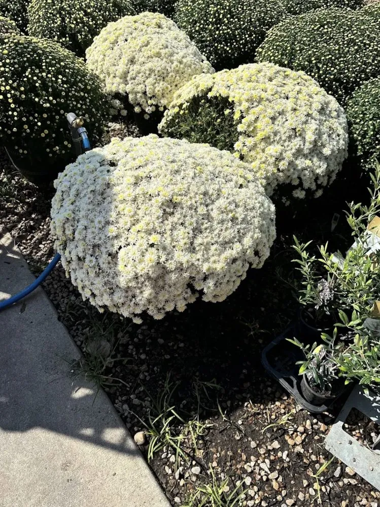 Top-rated outdoor landscaping for homes across Houston, TX - Luxury Landscaping