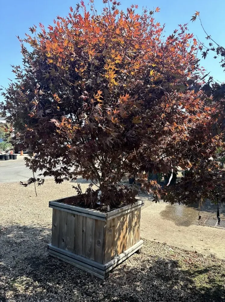 Trusted lawn mowing service experts serving Houston, TX - Luxury Landscaping