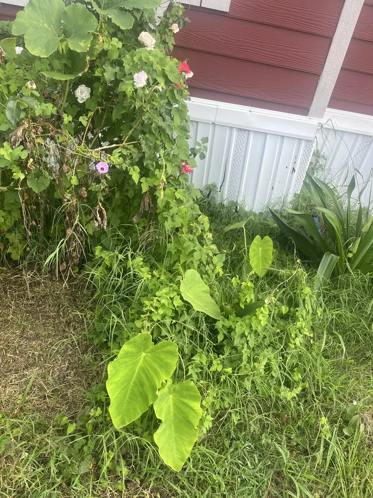 Professional landscape installation for year-round maintenance in Mabank, TX by Luxury Landscaping