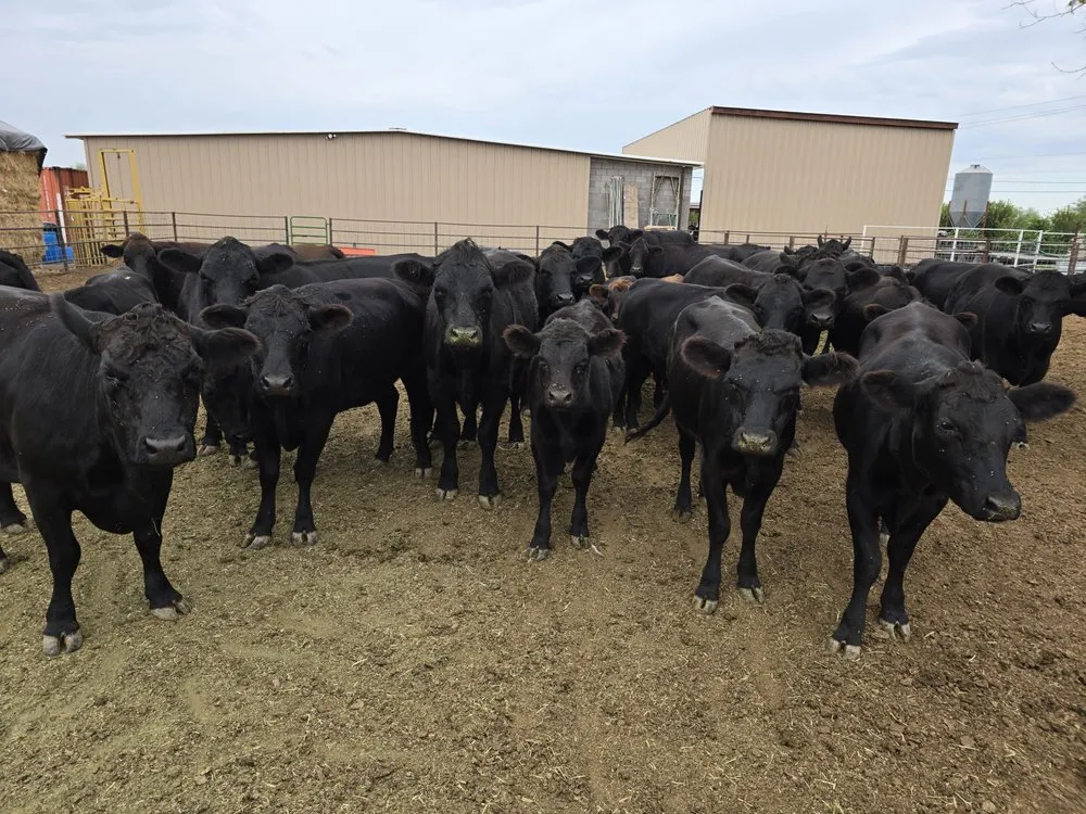 Local yard cleanup service in Apache Junction, AZ - Luxury Lawn Care