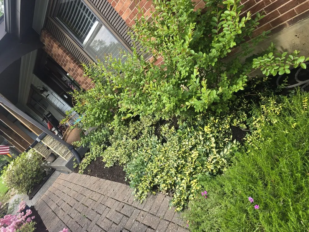 Expert yard cleanup service in Florissant, MO by Luxury Lawncare and Property Management