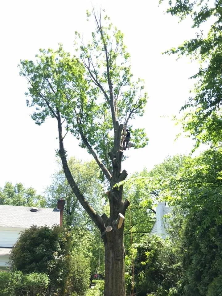 Reliable outdoor landscaping for year-round maintenance across East Norriton, PA - Luxury Outdoor