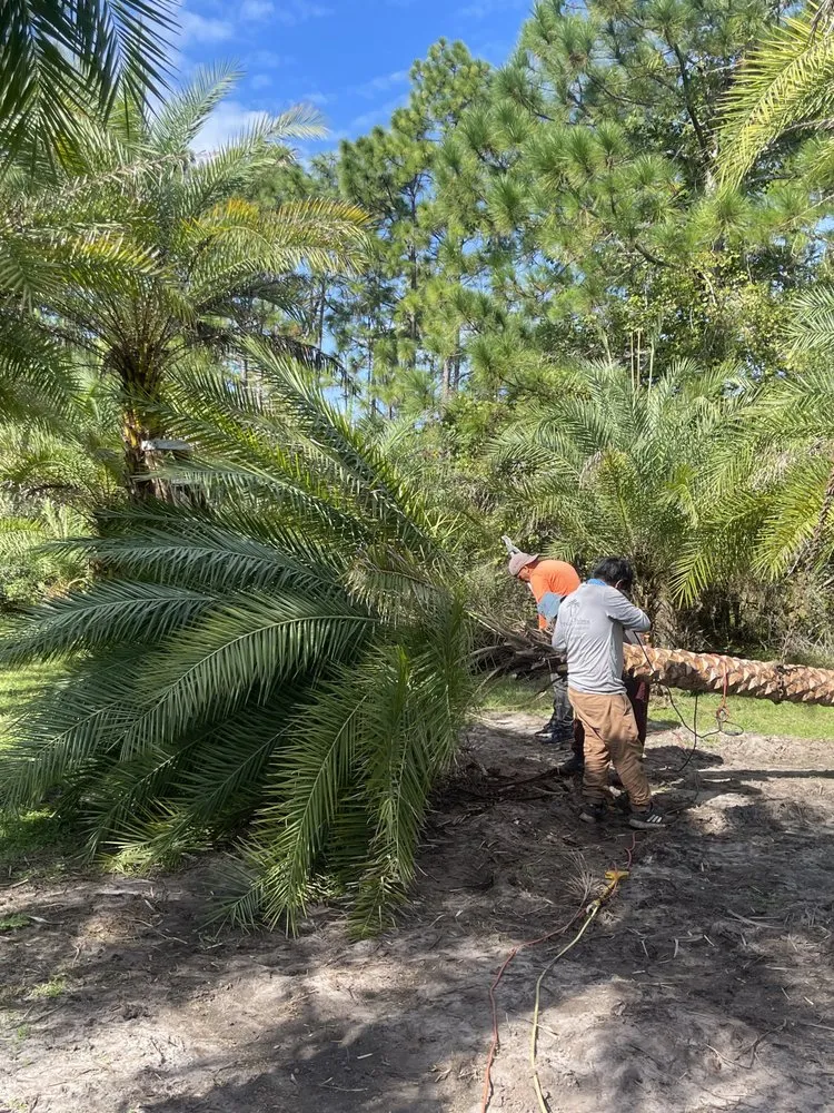 Local lawn care service near you across Jacksonville, FL - Luxury Palm Landworks