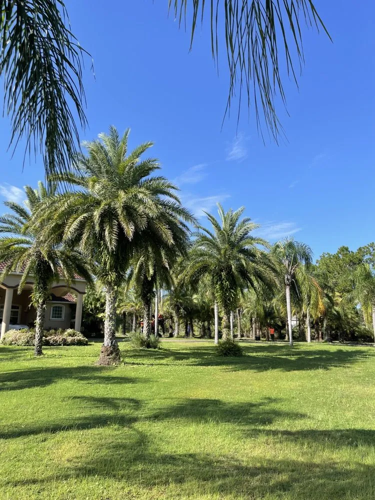 Affordable residential landscaping in Jacksonville, FL - Luxury Palm Landworks