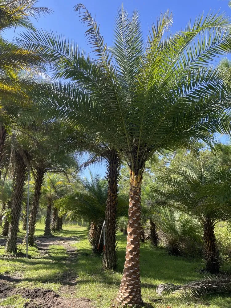 Reliable garden landscaping for residential properties in Jacksonville, FL by Luxury Palm Landworks