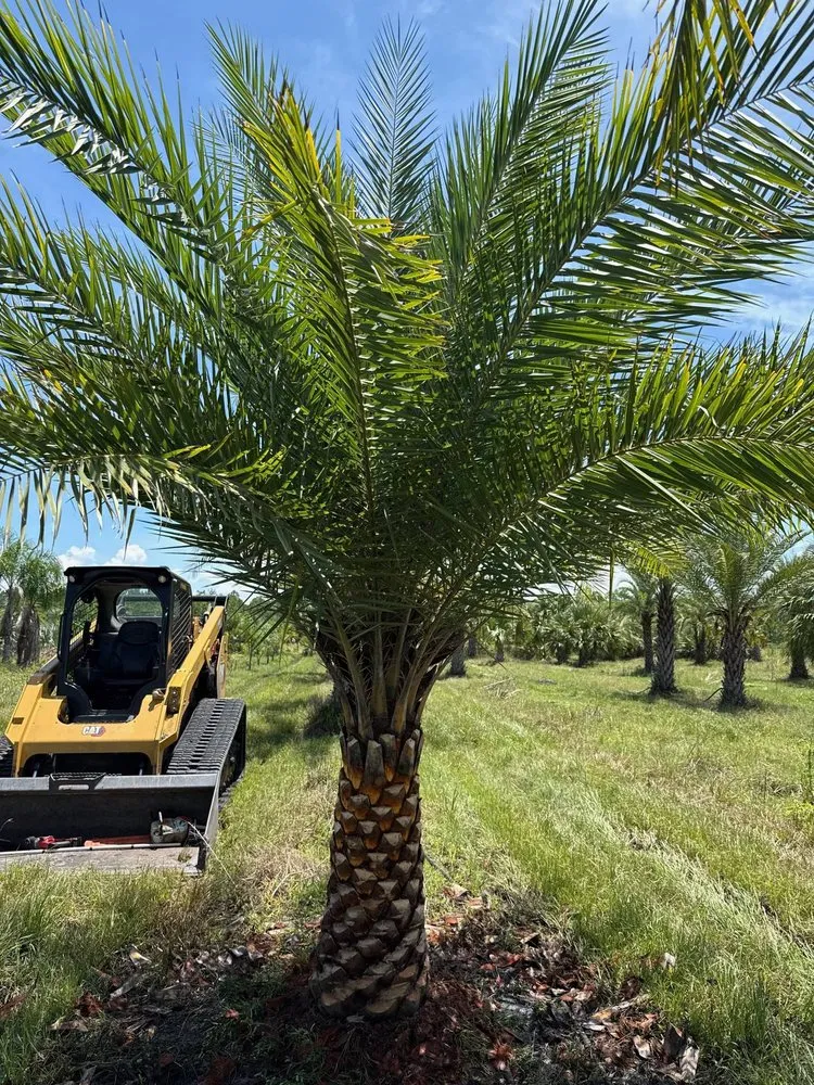 Trusted landscaping services with custom design in Jacksonville, FL by Luxury Palm Landworks