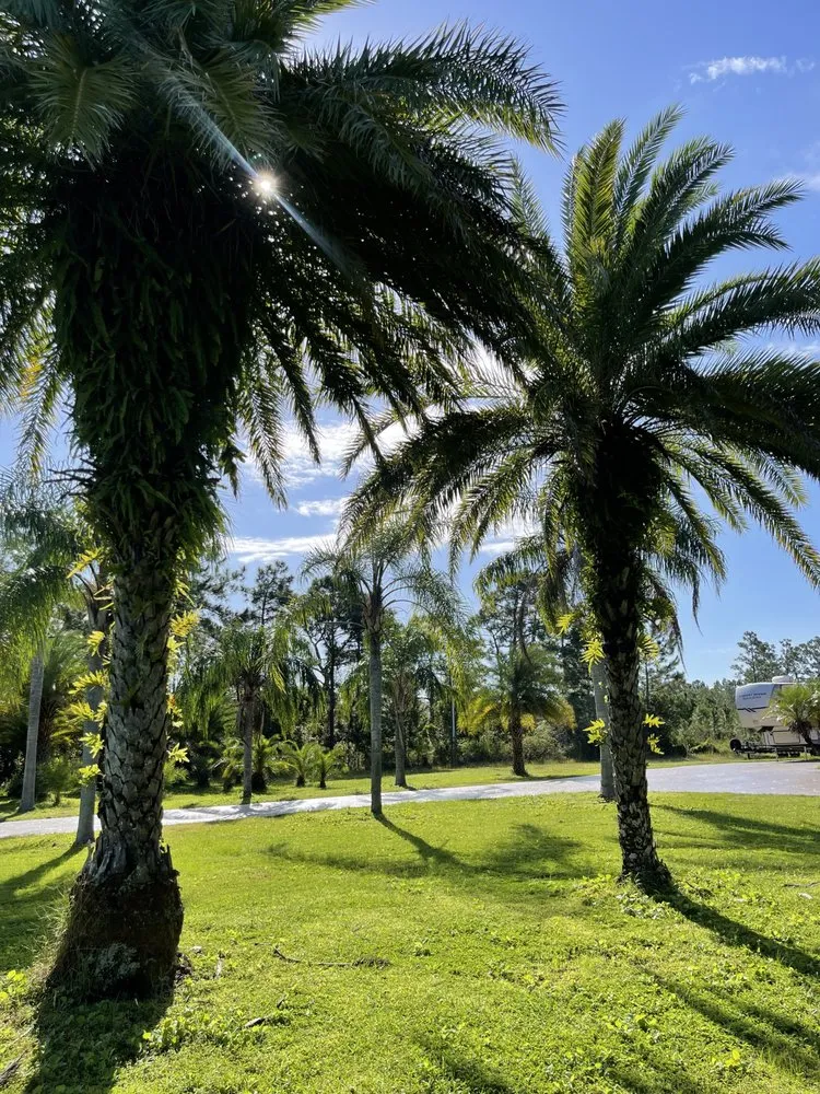 Affordable residential landscaping experts serving Jacksonville, FL - Luxury Palm Landworks