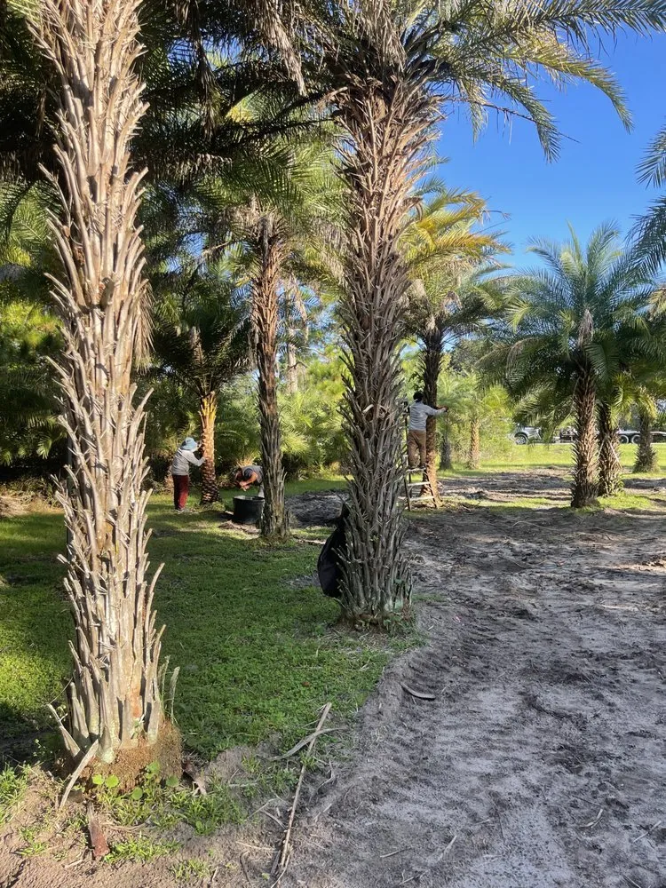 Local yard cleanup service for outdoor upgrades across Jacksonville, FL - Luxury Palm Landworks