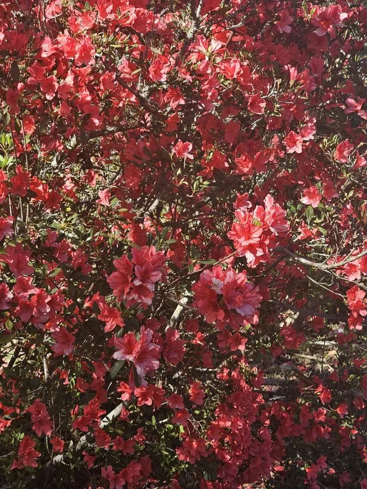 Expert residential landscaping near you in Glennville, GA by LuxuryLifstyle