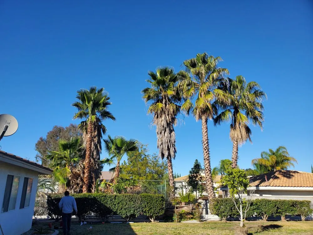 Top-rated yard cleanup service in Moreno Valley, CA by LV Landscape