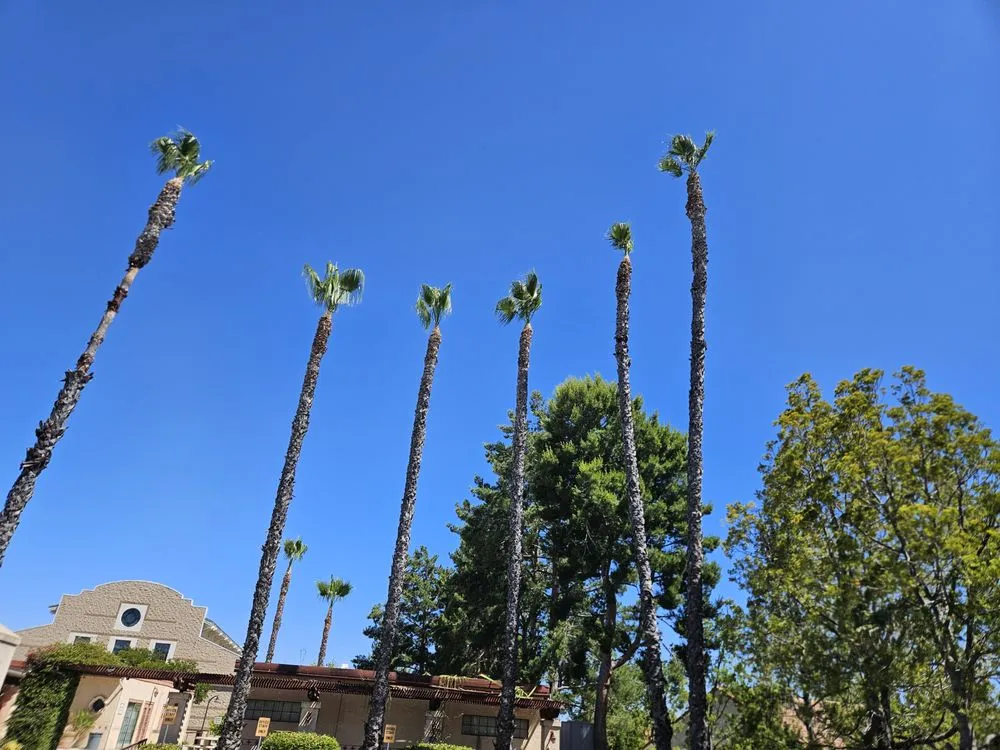 Affordable outdoor landscaping in Moreno Valley, CA - LV Landscape