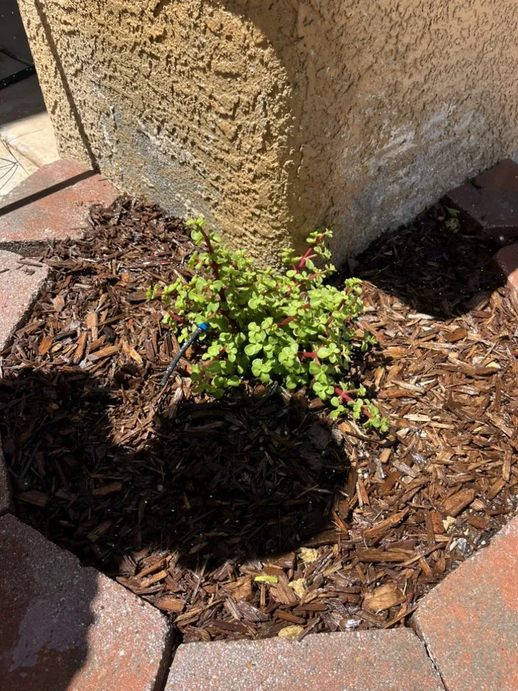 Affordable yard cleanup service for homes across North Las Vegas, NV - LV Lawn