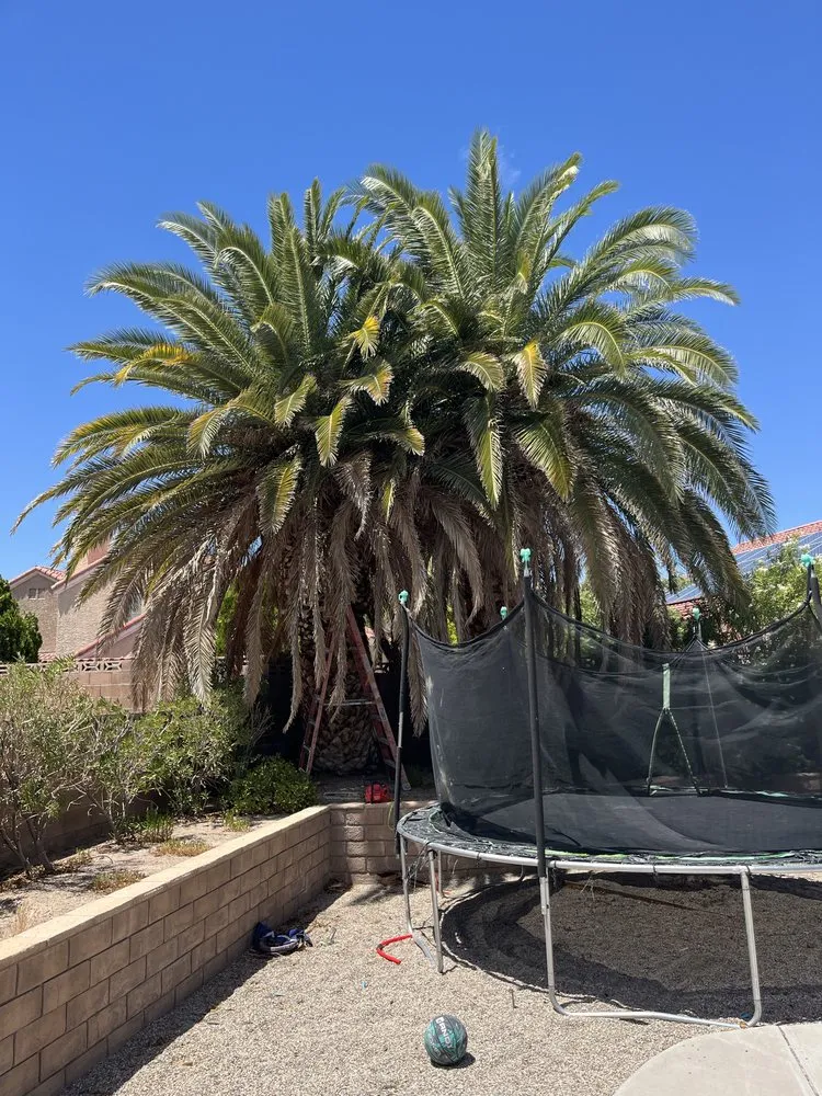 Trusted lawn care service in North Las Vegas, NV by LV Lawn