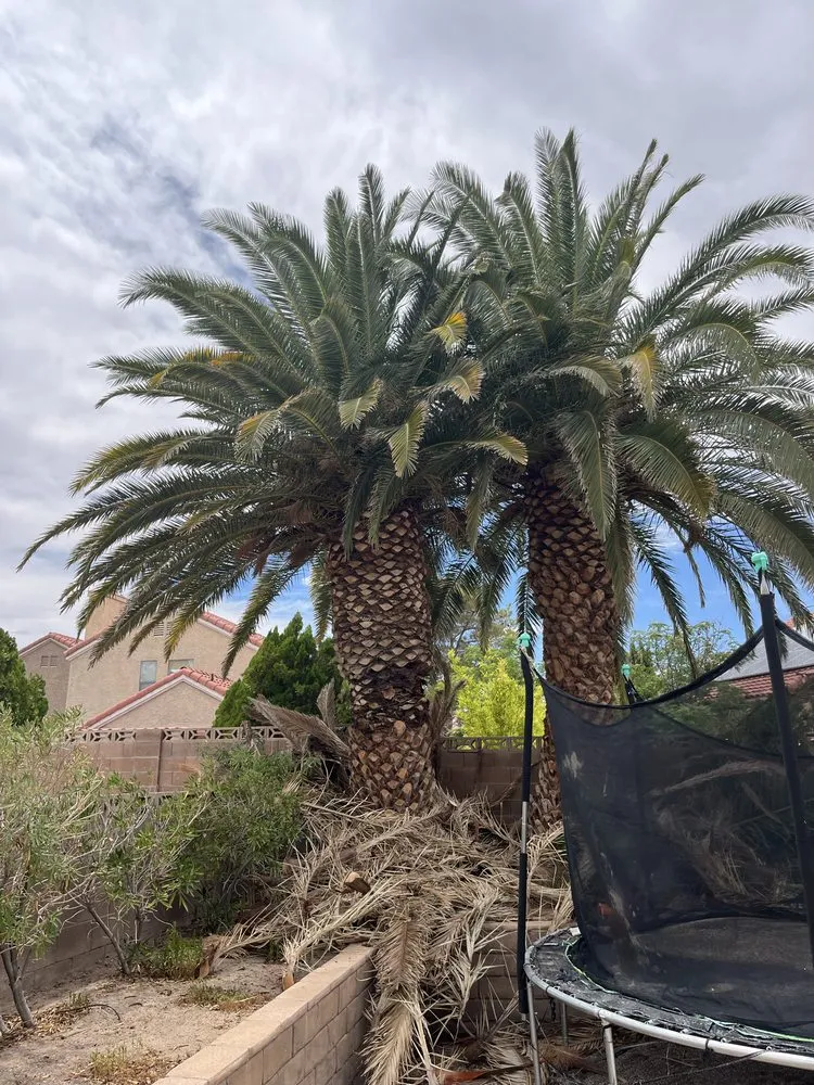 Expert landscape installation in North Las Vegas, NV - LV Lawn