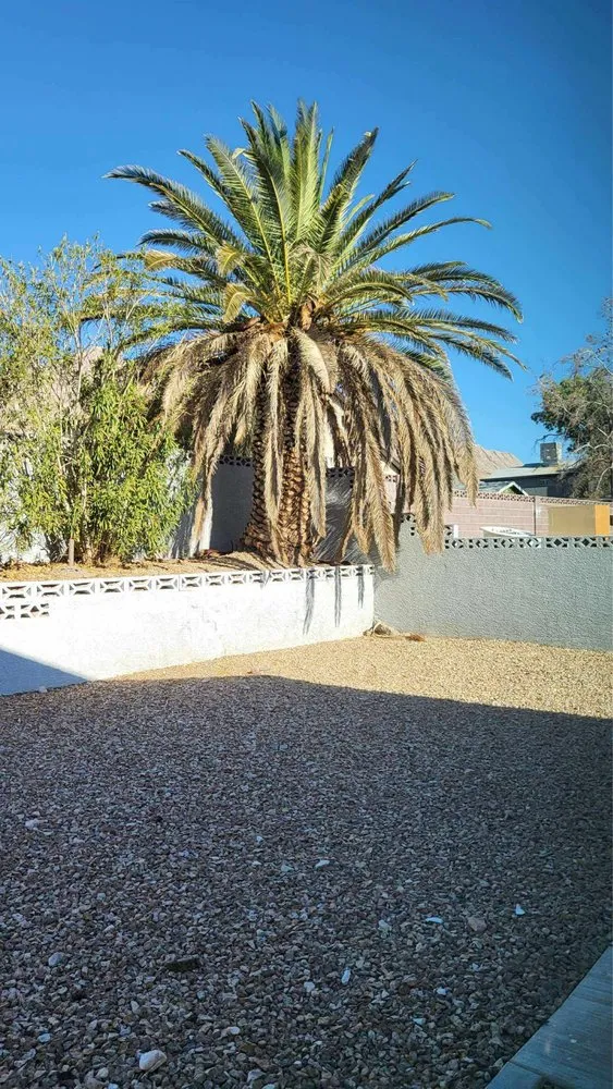 Local lawn care service for residential properties in North Las Vegas, NV by LV Lawn