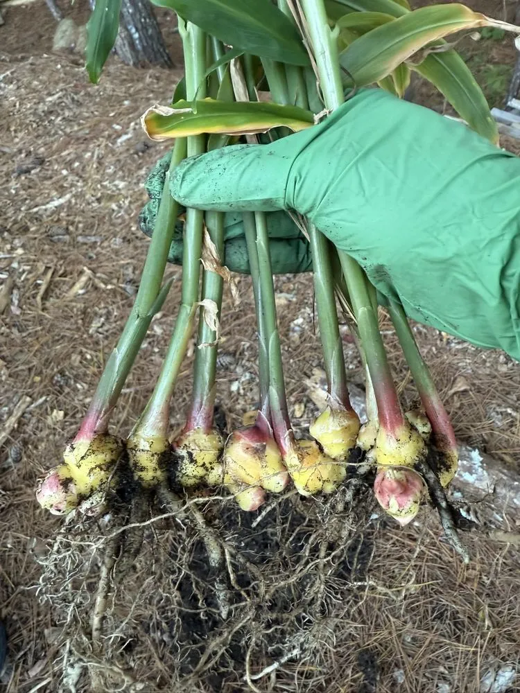 Professional landscape installation in Sandy Springs, GA by LVN GREEN LANDSCAPING