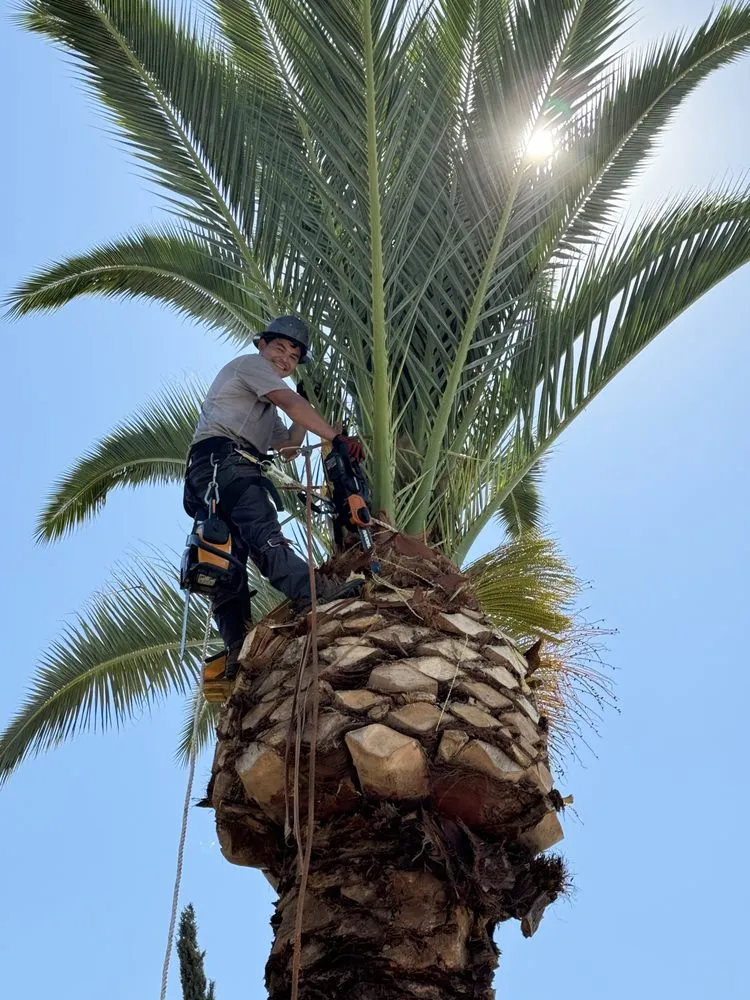 Reliable yard cleanup service in Bakersfield, CA by L&Y Landscape And Irrigation