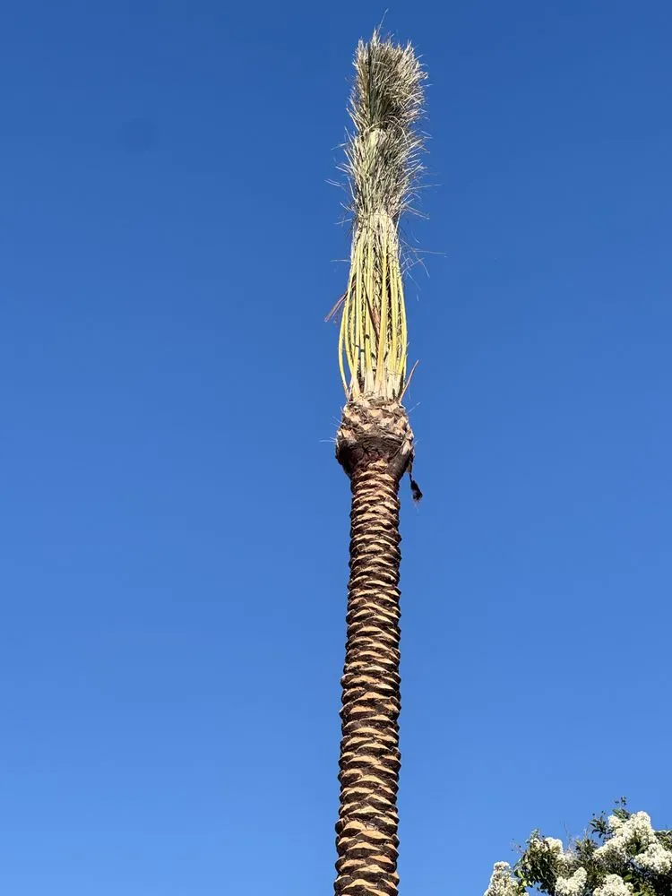 Professional garden landscaping for residential properties across Bakersfield, CA - L&Y Landscape And Irrigation