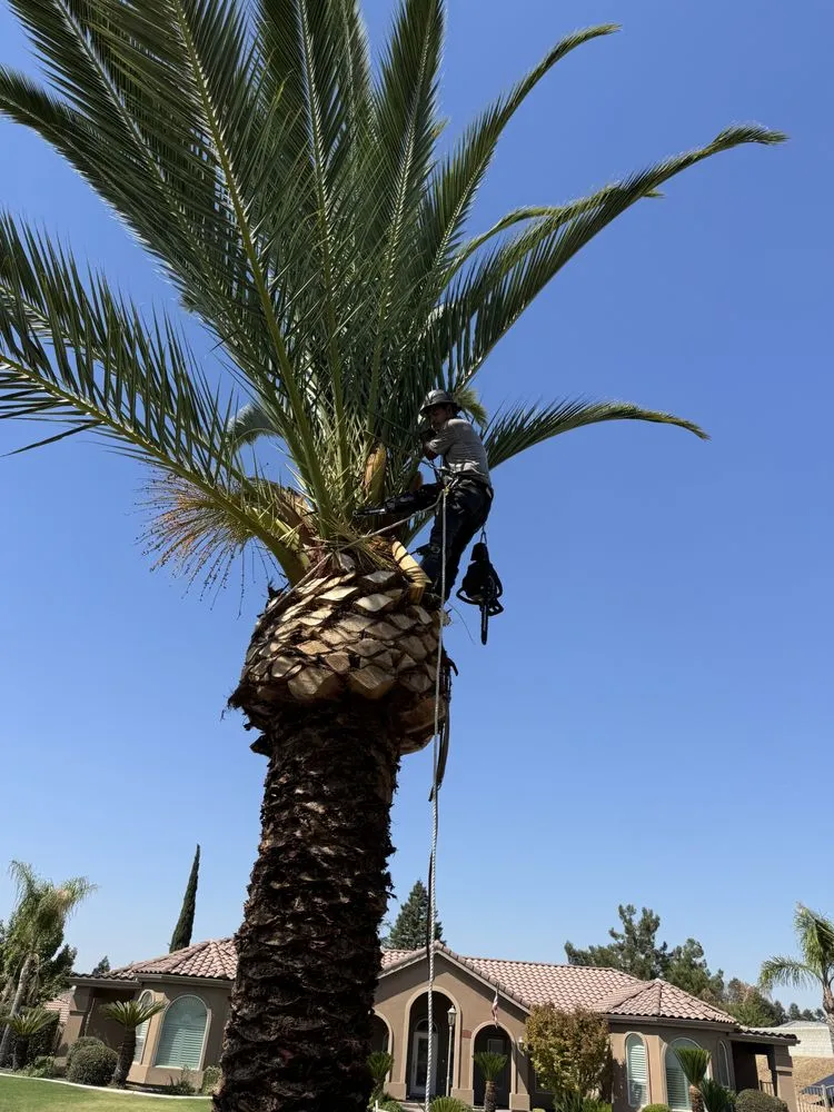 Expert landscape installation for year-round maintenance in Bakersfield, CA by L&Y Landscape And Irrigation