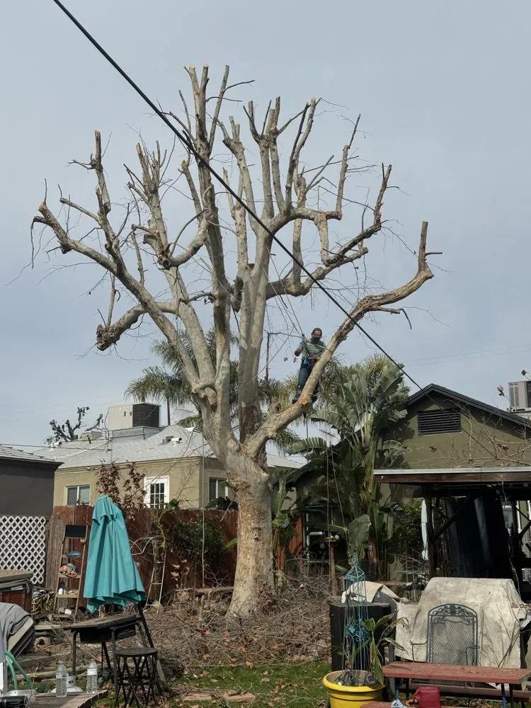 Top-rated yard cleanup service in Bakersfield, CA - L&Y Landscape And Irrigation