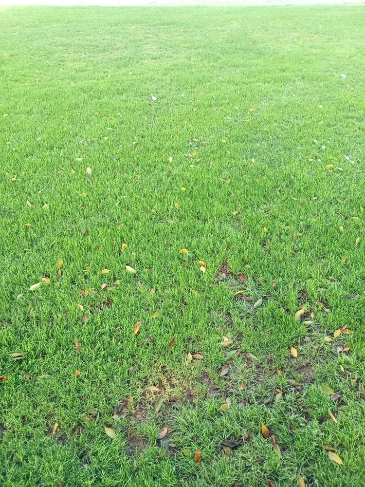 Professional yard cleanup service with custom design in Los Angeles, CA by Lymon's Tree Service