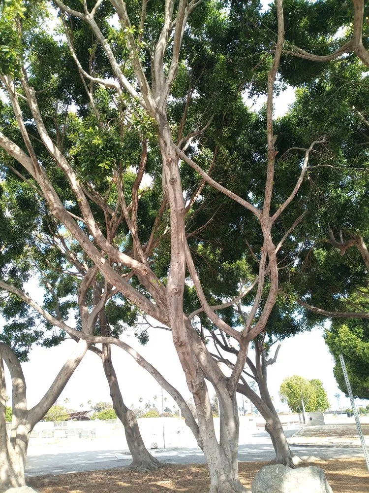 Reliable landscape installation for beautiful yards in Los Angeles, CA by Lymon's Tree Service