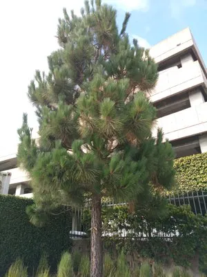 Lymon's Tree Service Logo