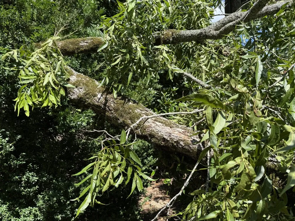 Reliable landscape design for outdoor upgrades across Jefferson, GA - Lynch Lawncare & Landscaping