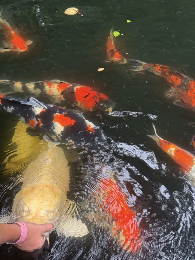 Reliable landscape design experts serving Jefferson, GA - Lynch Lawncare & Landscaping