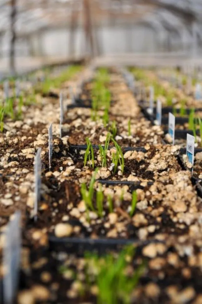 Affordable yard maintenance for beautiful yards across Maple Grove, MN - Lynde Greenhouse & Nursery