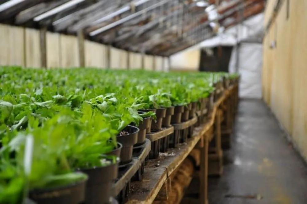 Reliable landscaping services in Maple Grove, MN - Lynde Greenhouse & Nursery