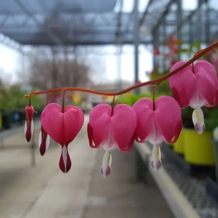 Trusted lawn mowing service in Maple Grove, MN by Lynde Greenhouse & Nursery