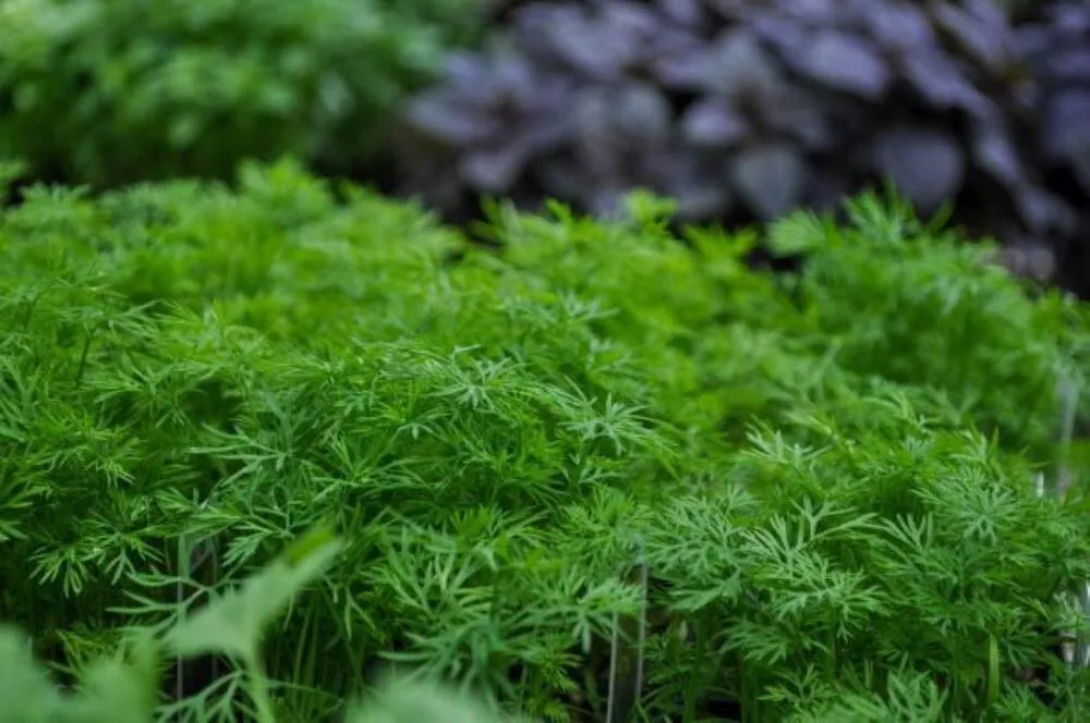 Affordable yard maintenance in Maple Grove, MN by Lynde Greenhouse & Nursery